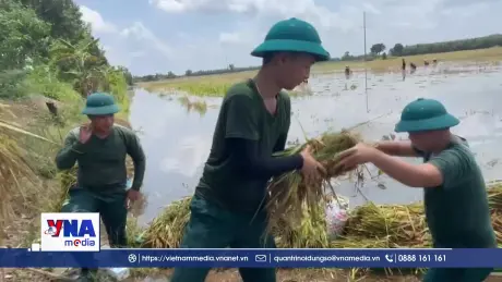 Tây Ninh: Lực lượng vũ trang giúp dân gặt lúa chạy lũ