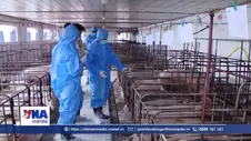 Cơ hội nâng tầm ngành Chăn nuôi Việt Nam