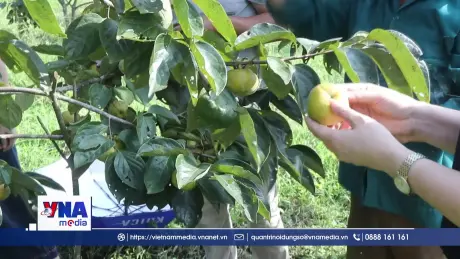 Hồng không hạt góp phần giảm nghèo bền vững tại tỉnh Thái Nguyên
