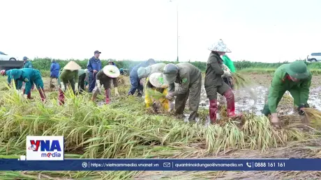Lực lượng vũ trang Hà Tĩnh xuống đồng giúp dân cứu lúa