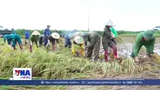 Lực lượng vũ trang Hà Tĩnh xuống đồng giúp dân cứu lúa
