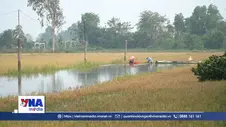 Nông dân Đồng Tháp dầm mình cứu lúa