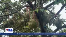 Liên kết sản xuất để xây dựng mã số vùng trồng sầu riêng