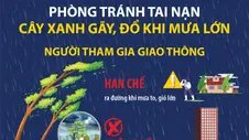 Phòng tránh tai nạn cây xanh gãy, đổ khi mưa lớn

