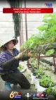 Nông dân Đà Lạt “nhàn tênh” nhờ ứng dụng thông minh