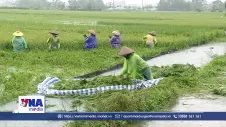 Người dân dầm mưa gặt lúa non chạy lũ