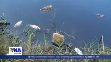 Cá chết hàng loạt tại đập ngăn mặn Đức Lợi