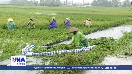 Người dân dầm mưa gặt lúa non chạy lũ