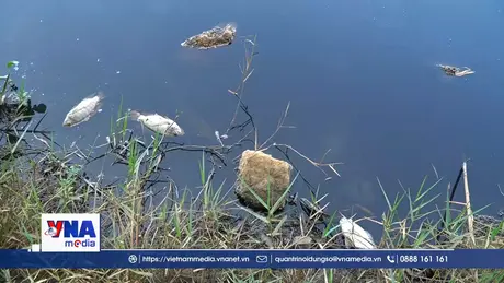 Cá chết hàng loạt tại đập ngăn mặn Đức Lợi