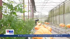 Nông dân Đà Lạt “nhàn tênh” nhờ ứng dụng nông nghiệp thông minh