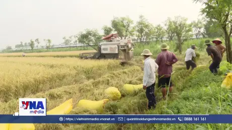 Đồng Tháp: Nông dân lo thua lỗ vụ lúa Hè Thu vì giá giảm, chi phí tăng