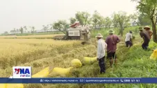 Đồng Tháp: Nông dân lo thua lỗ vụ lúa Hè Thu vì giá giảm, chi phí tăng