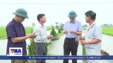 Cánh đồng lớn ở Ninh Bình mở đường cho nông nghiệp hiện đại