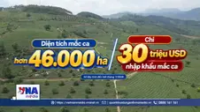 Việt Nam vẫn nhập khẩu mắc ca dù diện tích trồng vượt 46.000 ha