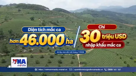 Việt Nam vẫn nhập khẩu mắc ca dù diện tích trồng vượt 46.000 ha