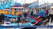Ngư dân Quảng Ngãi đón vụ cá cơm trái vụ bội thu