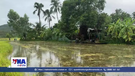 Chạy đua với mưa lũ, cứu lúa Hè Thu ở Đắk Lắk