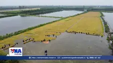 Tây Ninh: Nước lũ dâng, đe dọa sản xuất vùng Đồng Tháp Mười