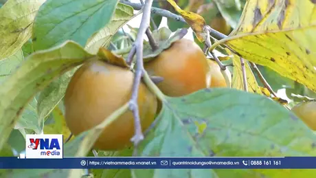 Đánh thức giá trị nông sản từ những vườn hồng Vành khuyên