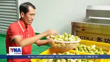 Khởi nghiệp từ cây nhàu, làm giàu cho quê hương