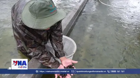 Cải tiến công nghệ nuôi và sản xuất giống hải sâm