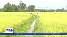 Đắk Lắk tiếp tục hỗ trợ người dân thu hoạch nông sản tránh mưa lũ