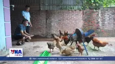 Gà sáu ngón Mẫu Sơn - Từ giống quý đến sinh kế vùng cao