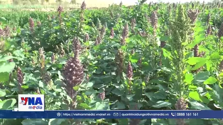 Algeria đẩy mạnh trồng quinoa tại các vùng sa mạc
