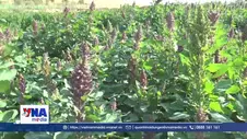 Algeria đẩy mạnh trồng quinoa tại các vùng sa mạc