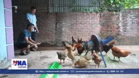 Gà sáu ngón Mẫu Sơn - Từ giống quý đến sinh kế vùng cao