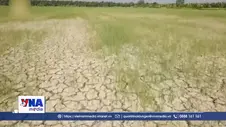Thái Lan tăng dự trữ gạo ứng phó El Nino
