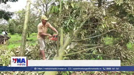 Sầu riêng chết hàng loạt sau mưa ở Gia Lai