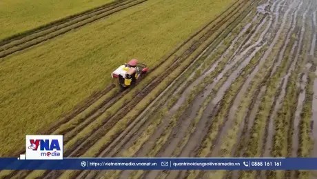 Khó khăn bủa vây nông dân ở vụ lúa hè thu 
