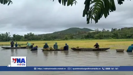 Hơn 1.000 ha lúa, hoa màu ngập úng sau mưa lớn kéo dài