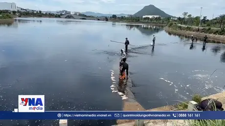 Cảnh báo không sử dụng cá chết tại hồ điều hòa Hồ Sơn