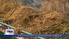 Đồng Tháp: Triều cường gây ngập cục bộ làm thiệt hại hơn 60 ha lúa