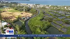 Quảng Ngãi: Sông Kinh bị bồi lấp du lịch rừng dừa nước Tịnh Khê “mắc cạn”