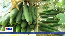 Cây bí xanh mở hướng làm giàu ở vùng biên giới Điện Biên