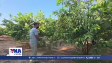 Nông nghiệp Gaza chịu áp lực nặng nề do xung đột