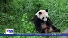 Trung Quốc gửi cặp gấu trúc khổng lồ tới Mỹ