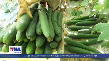 Cây bí xanh mở hướng làm giàu ở vùng biên giới Điện Biên