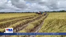 Liên kết sản xuất ST25, nông dân có điểm tựa giữa lúc giá lúa giảm