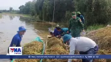 Thu hoạch lúa giúp người dân giảm thiểu thiệt hại do mưa lũ