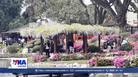 Mùa đỗ quyên rực rỡ giữa lòng Buenos Aires