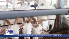 Người nuôi dê phấn khởi vì giá thu mua tăng