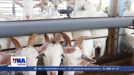 Người nuôi dê phấn khởi vì giá thu mua tăng