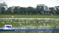 Cò trắng xuất hiện dày đặc trên cánh đồng ở trung tâm thành phố Huế