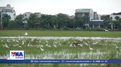 Cò trắng xuất hiện dày đặc trên cánh đồng ở trung tâm thành phố Huế