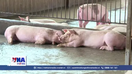 Ngành chăn nuôi tìm giải pháp trước sức ép giá thức ăn tăng cao