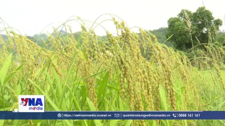 Giữ hồn cốm, giữ nét văn hóa Tày